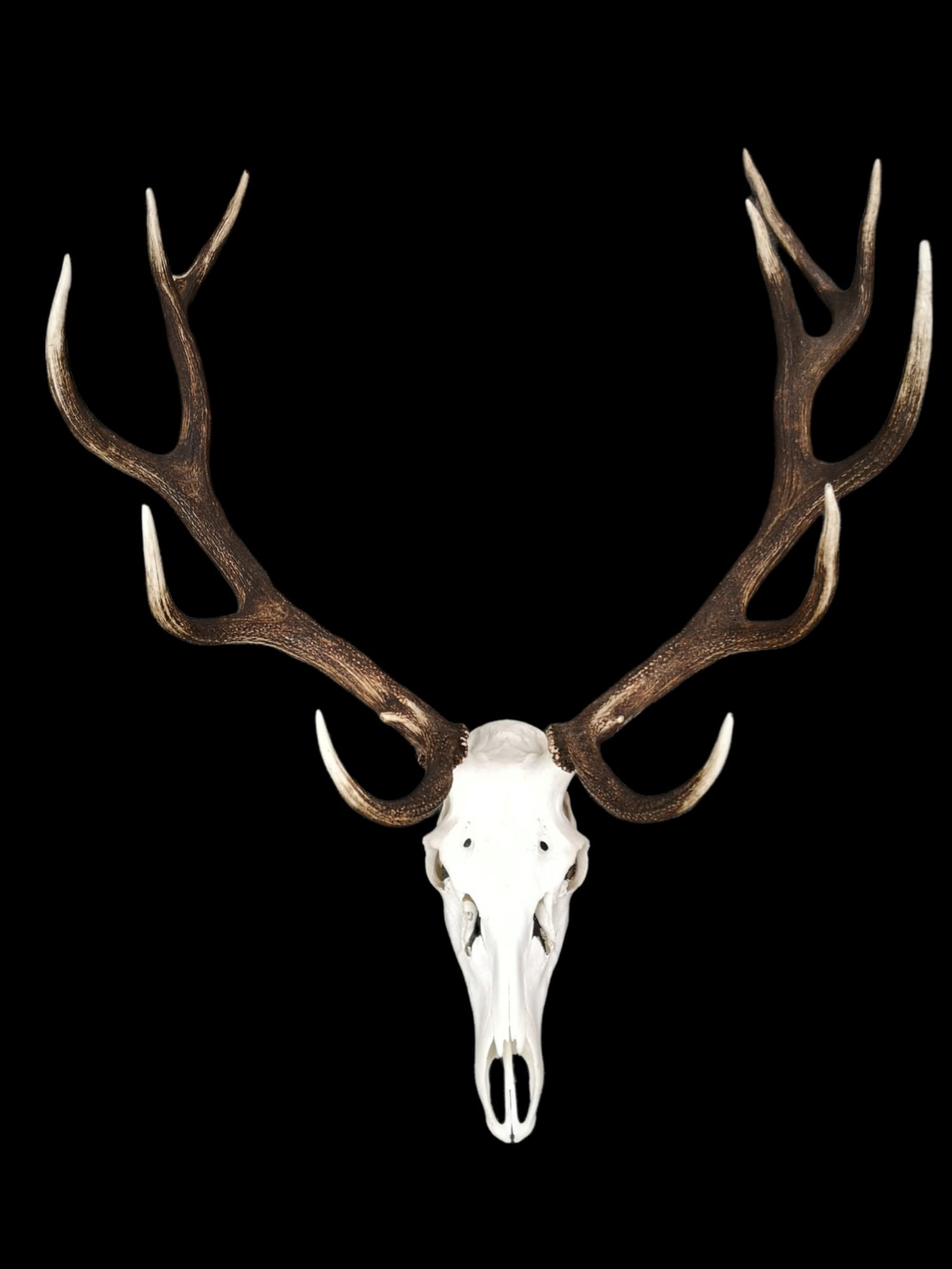 Targa Trofeo Per Corna Di Cervo GTK - In Rovere Chiaro Con Clip, Per Cacciatori E Appassionati