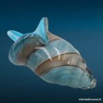 Conchiglia in vetro azzurra 33 cm - soprammobile vintage