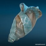 Conchiglia in vetro azzurra 33 cm - soprammobile vintage
