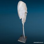 Elemento decorativo in resina a forma di scheletro con coda