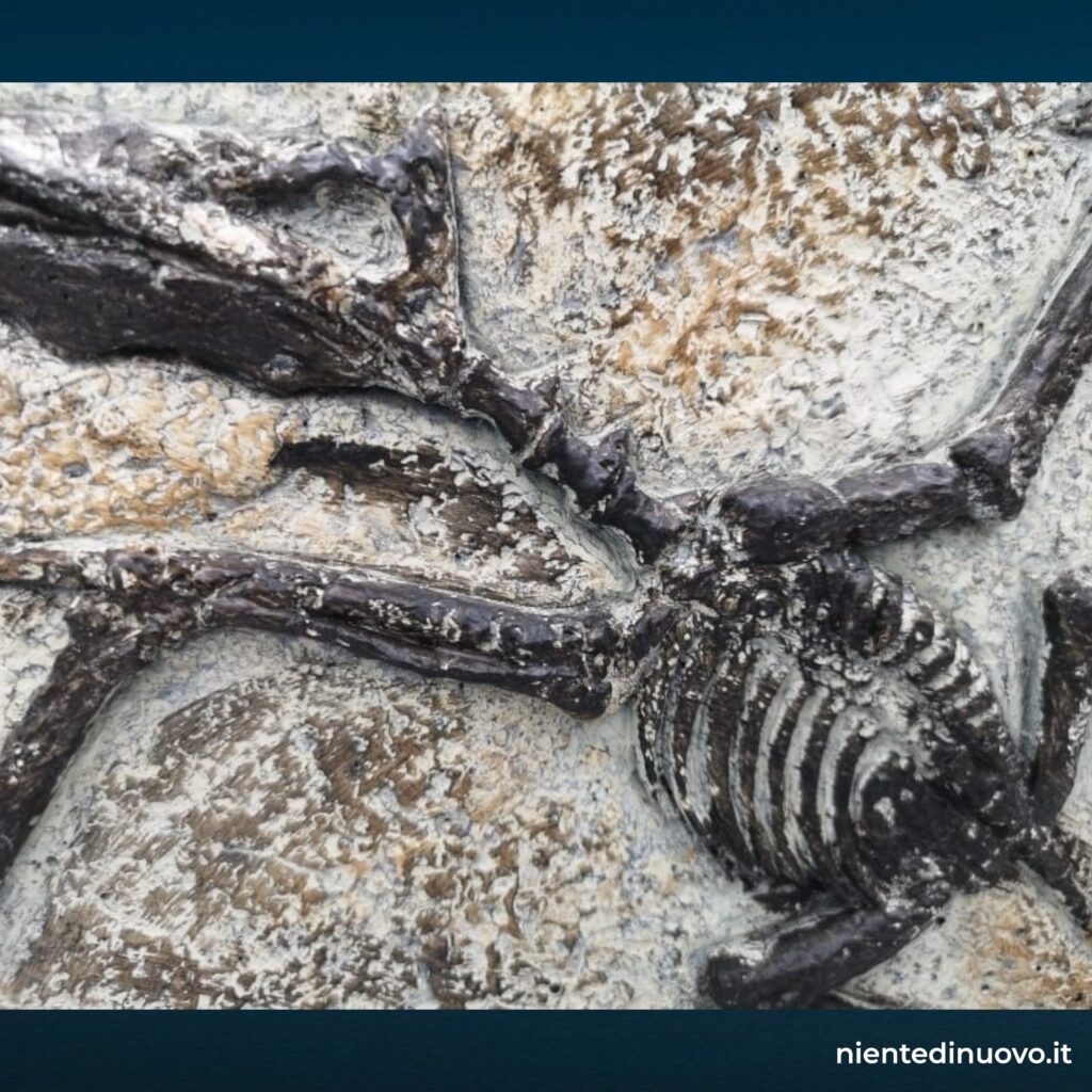 Elemento decorativo raffigurante scheletro fossile (design vintage)