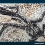 Elemento decorativo raffigurante scheletro fossile (design vintage)