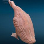 Papera da esterno in ghisa in posizione d’attacco per giardino