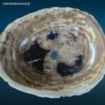 Lavandino grande da appoggio in legno fossile pietrificato naturale