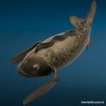 Scultura pesce Koi in ottone 40 cm con patina - immagine aggiuntiva 6