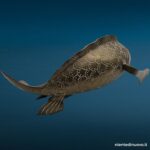 04767_7.jpg Scultura pesce koi in ottone 32 cm con patina - immagine aggiuntiva 8